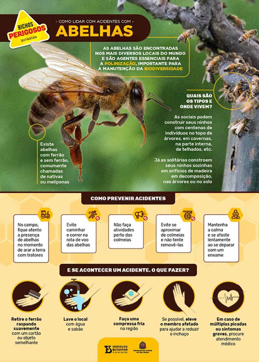Como lidar com acidentes com abelhas - Arte: Instituto Butantan