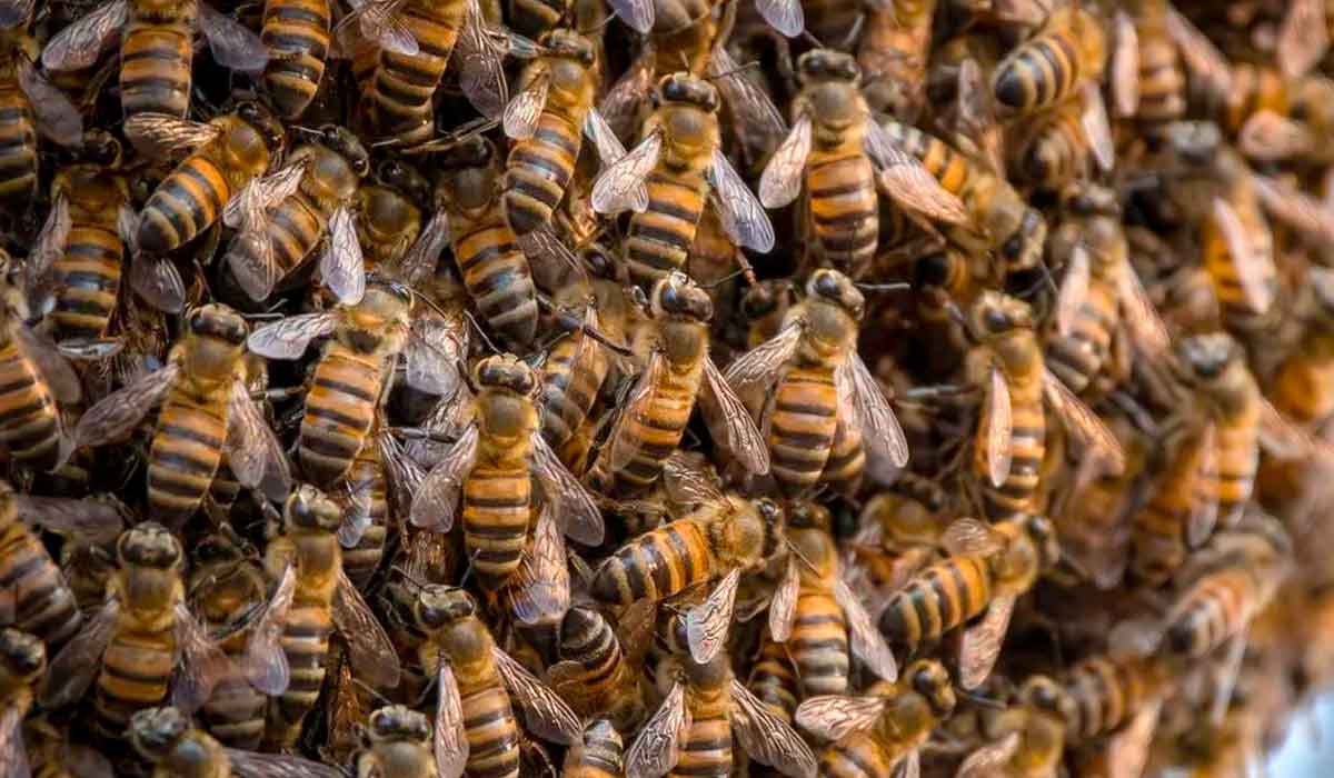 Abelhas africanizadas resultantes do cruzamento de abelhas-europeias (Apis mellifera) com africanas (Apis mellifera scutellata)