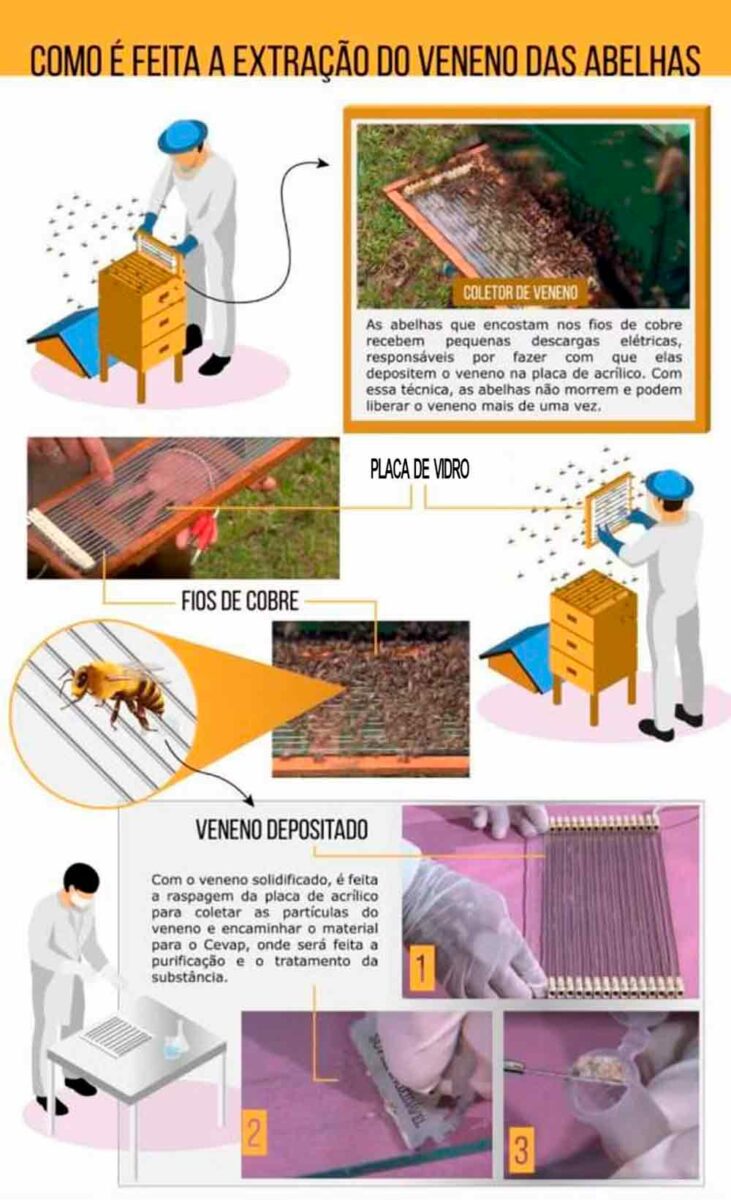 Para retirar o ferrão das abelhas, pesquisadores colocaram nas colmeias uma placa de vidro com pequenos filamentos metálicos ligados a uma pilha — Foto: Arte UNESP