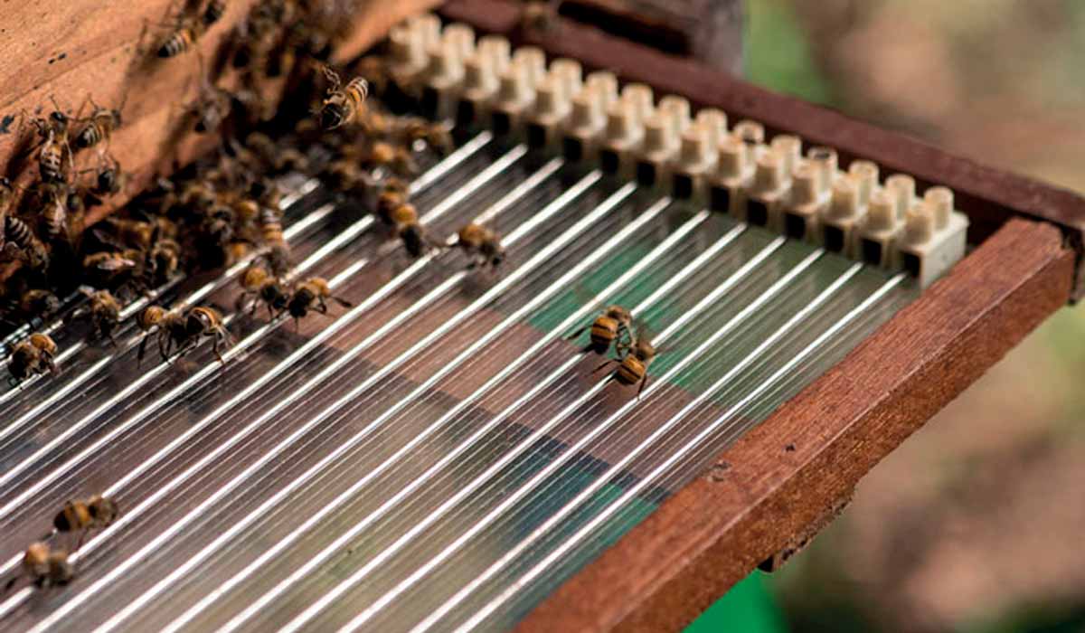 Detalhe da armadilha criada pelos pesquisadores do Cevap para coletar o veneno das abelhas - Foto: Léo Ramos Chaves/Revista Pesquisa FAPESP