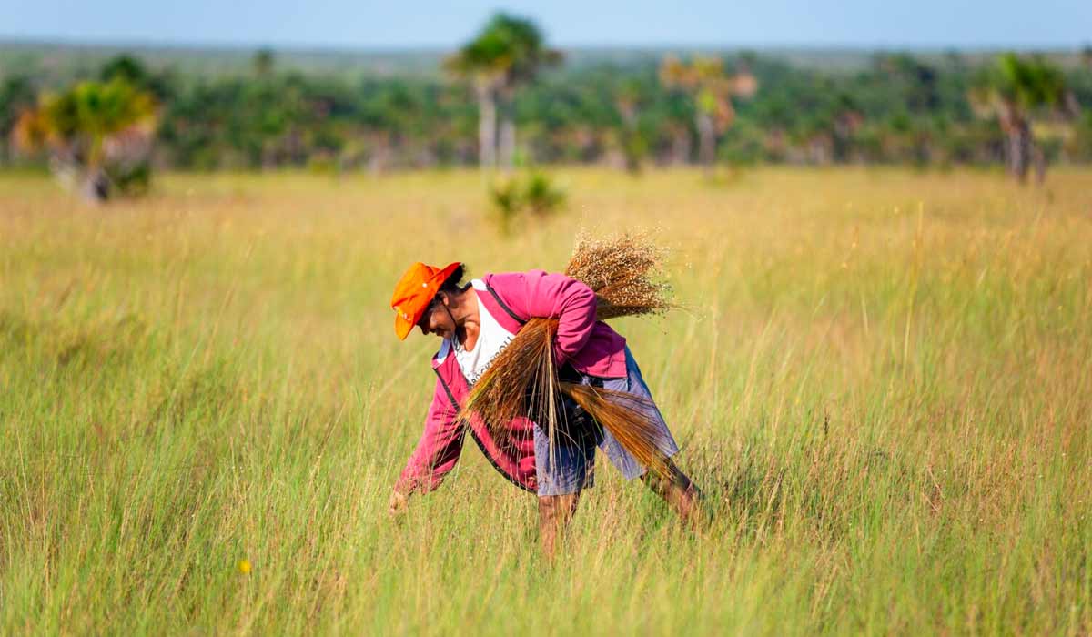 Produtora Elizabete Melquiades dos Santos durante a colheita de capim-dourado - Foto: Fellipe Abreu