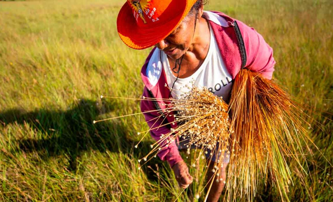 A produtora Elizabete Melquiades dos Santos durante a colheita de capim-dourado - Foto: Fellipe Abreu