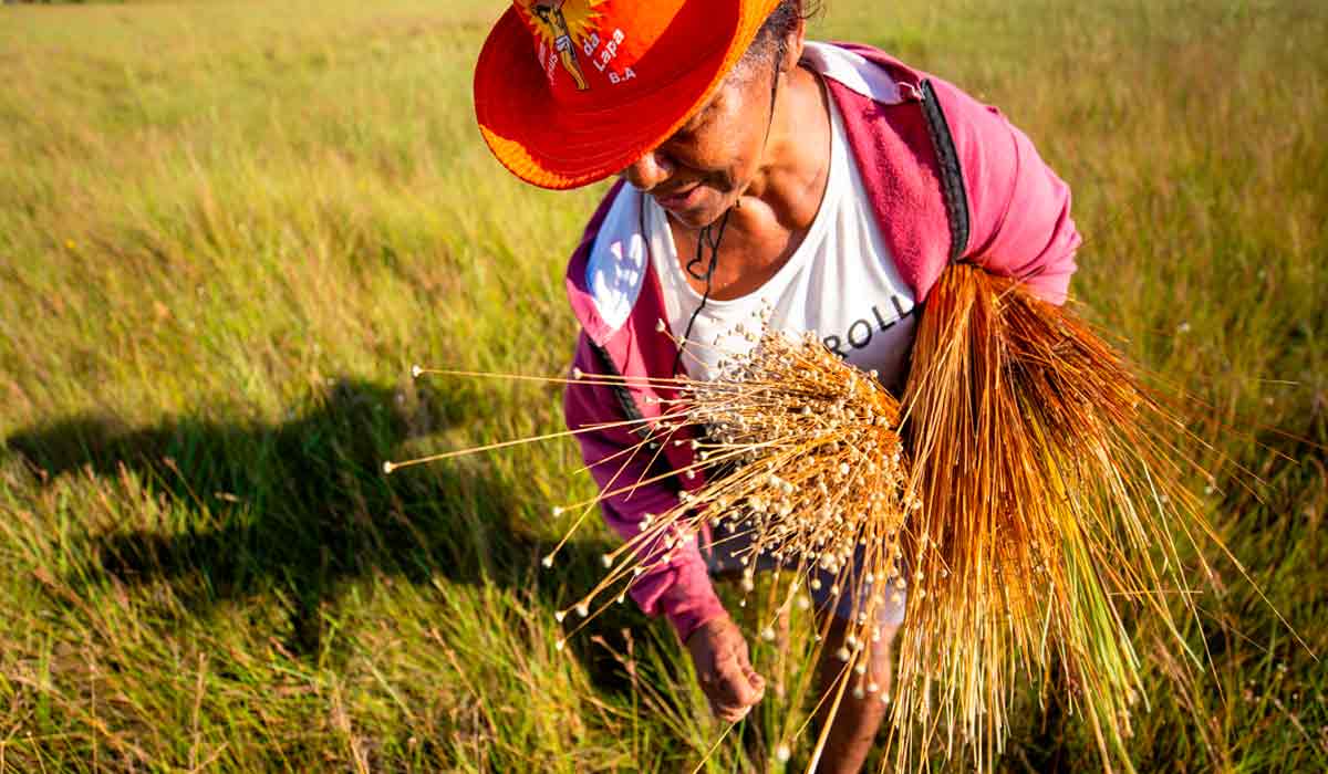 A produtora Elizabete Melquiades dos Santos durante a colheita de capim-dourado - Foto: Fellipe Abreu