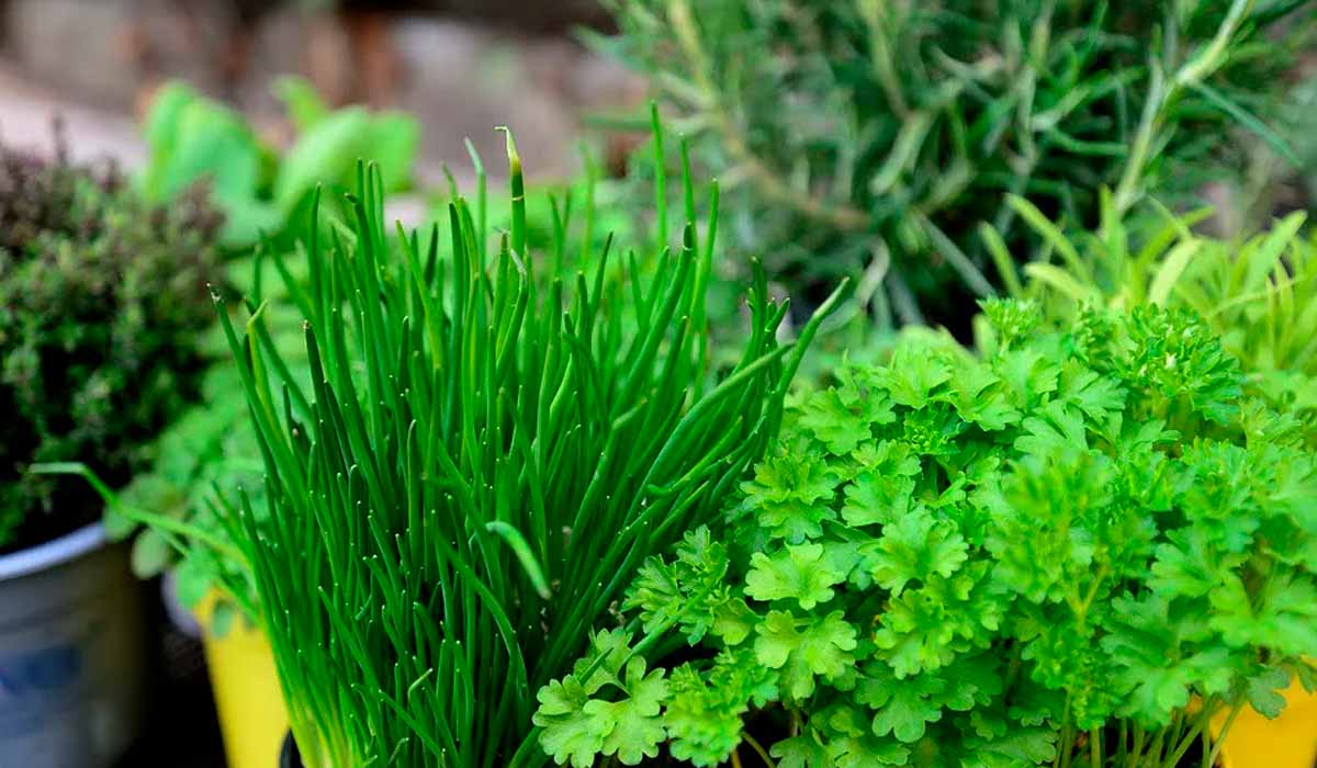 Salsa e cebolinha, o famoso cheiro verde