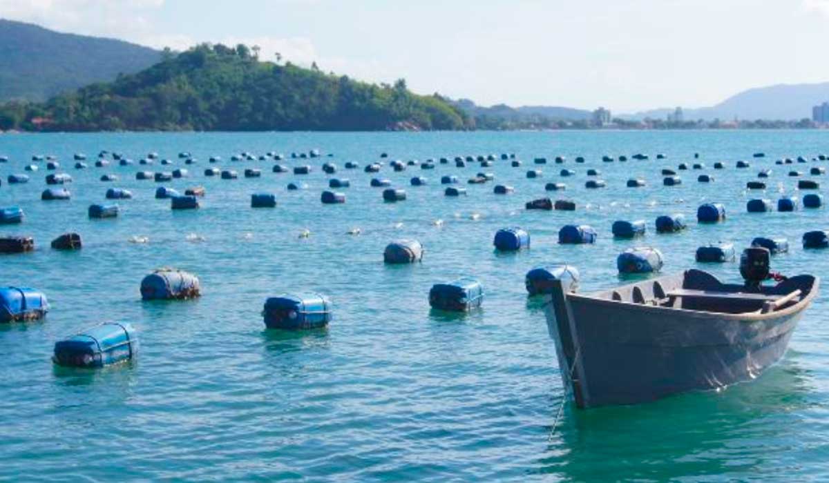 Controle e monitoramento da maricultura em Santa Catarina é fundamental para a sanidade e segurança alimentar da produção estadual