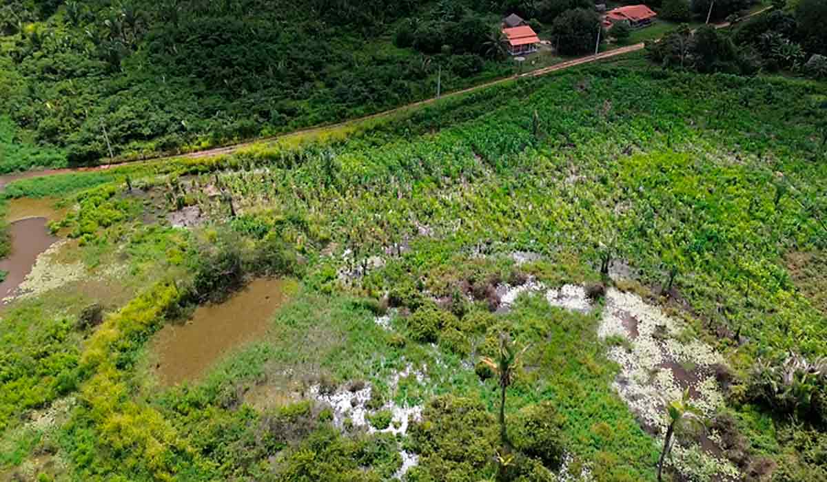 Água e vegetação com mudanças na coloração após a pulverização aérea