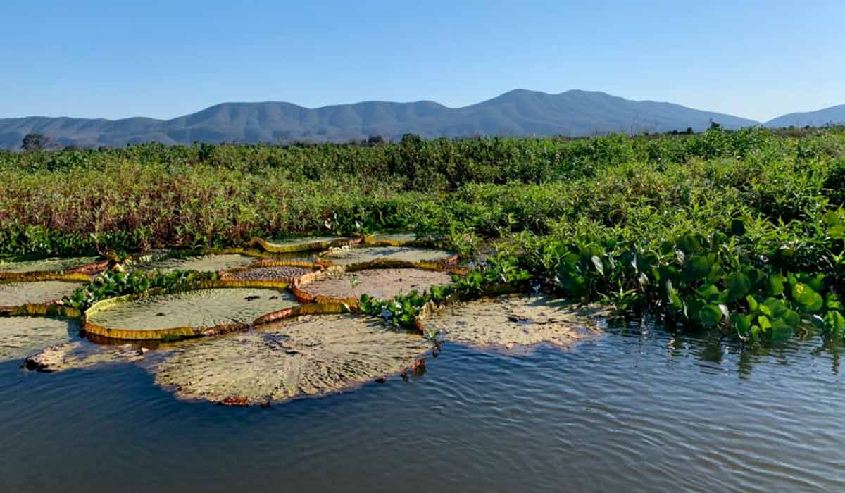 A Serra do Amolar, ao fundo, é uma paisagem maravilhosa no Pantanal - Foto: Ana Duék