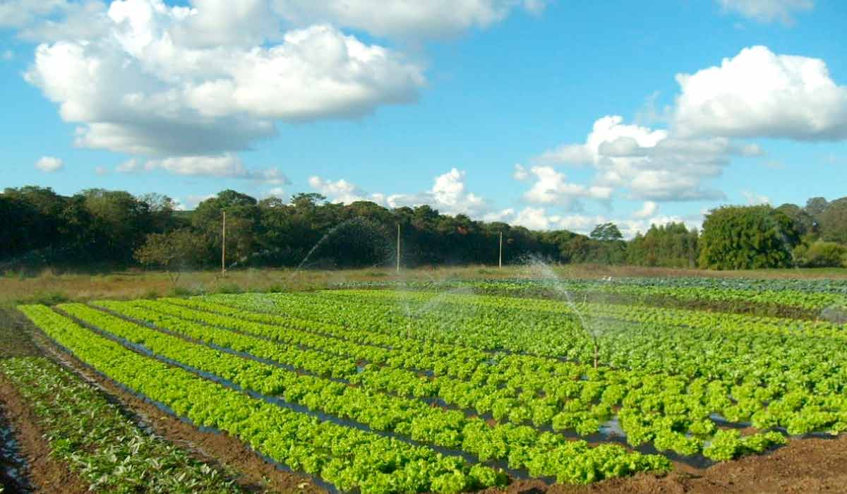 Produção hortícola