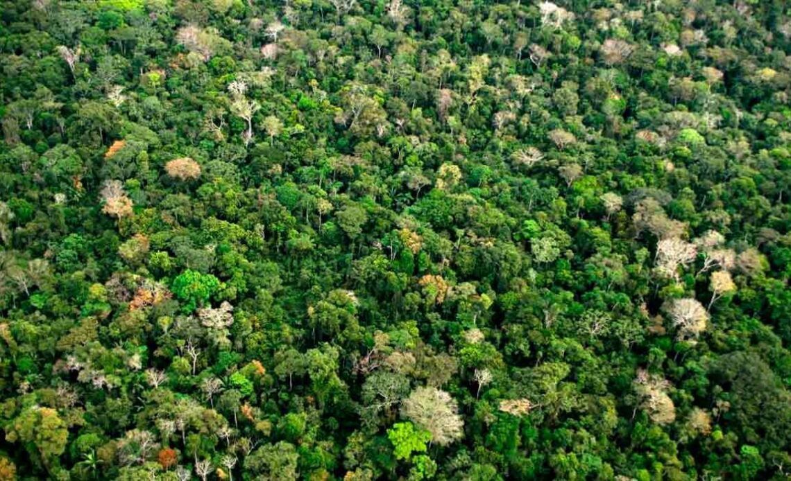 Visão aérea da floresta amazônica no estado do Acre - Foto: Guilherme Noronha