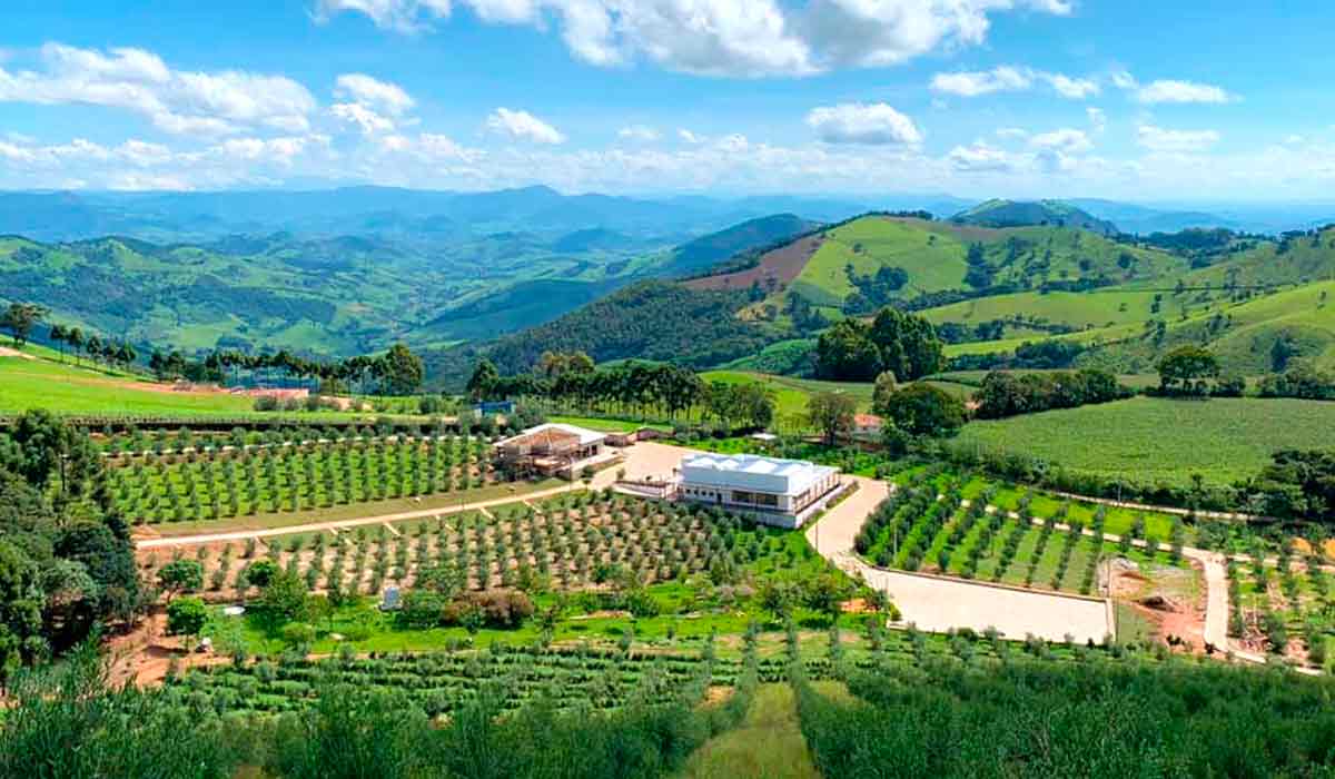 Olivais nas montanhas mineiras de Maria da Fé