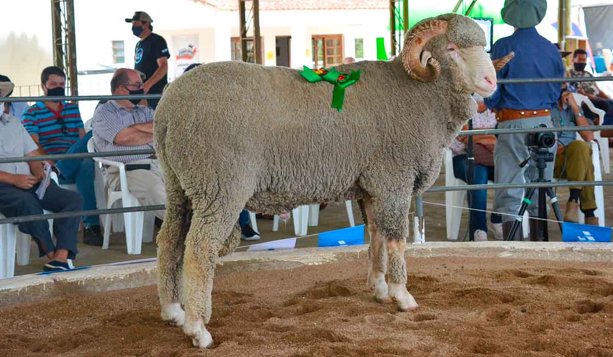 Animal premiado na pista