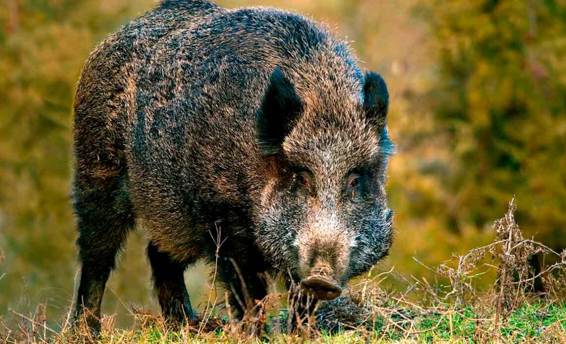 Javali (Sus scrofa)