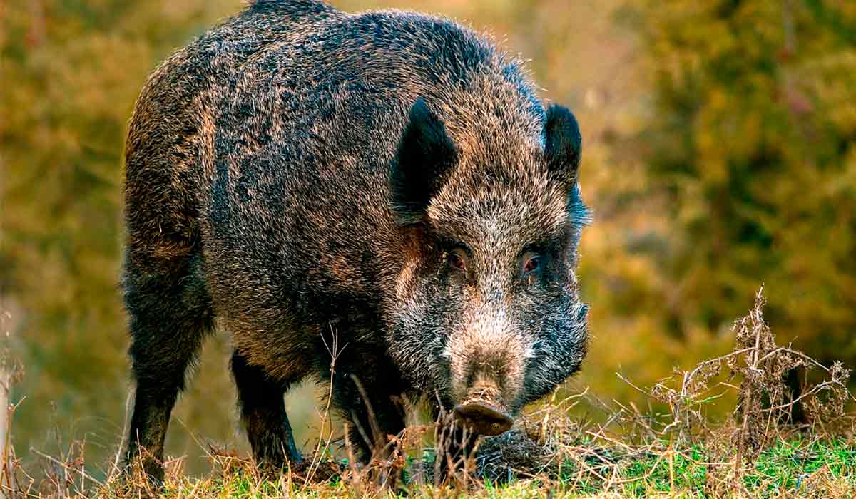 Javali (Sus scrofa)