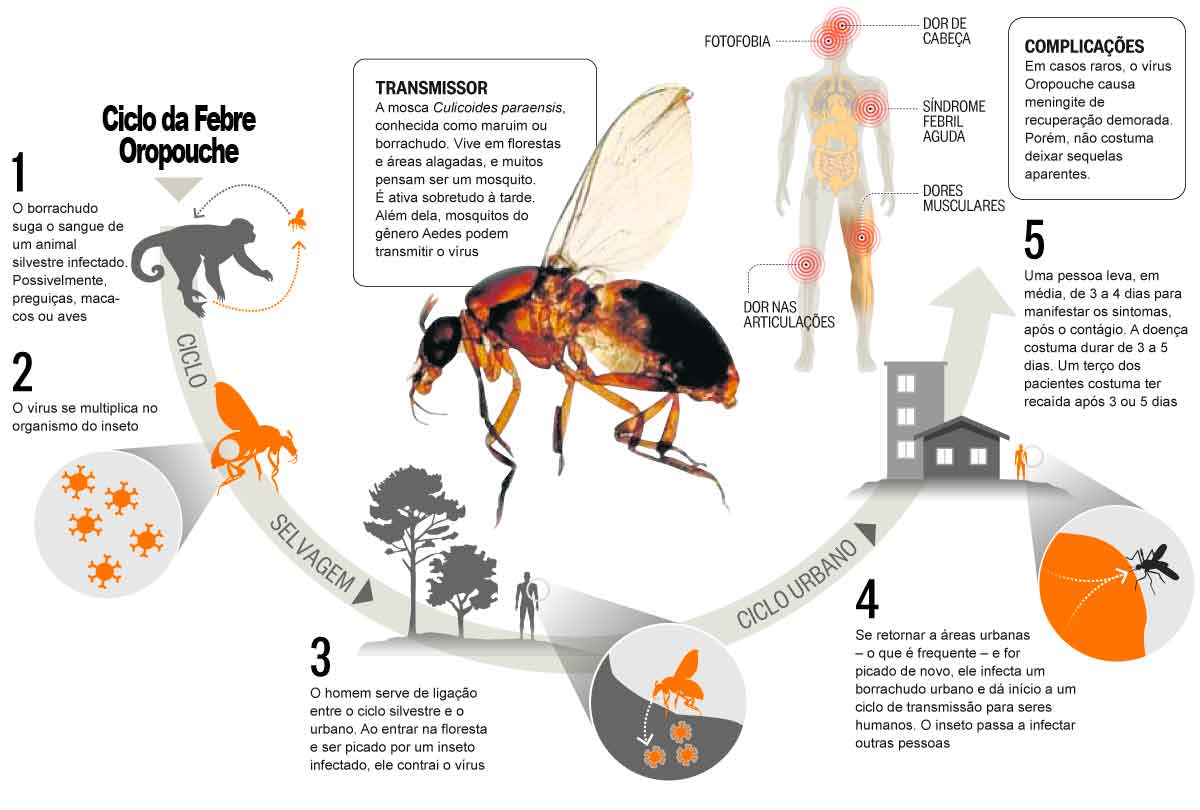 Ciclo da Febre Oropouche