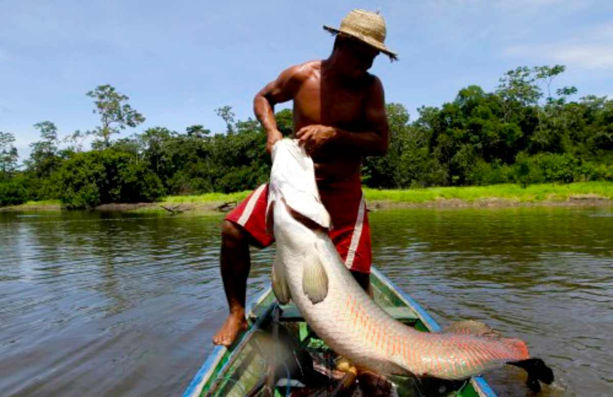 Pesca do pirarucu