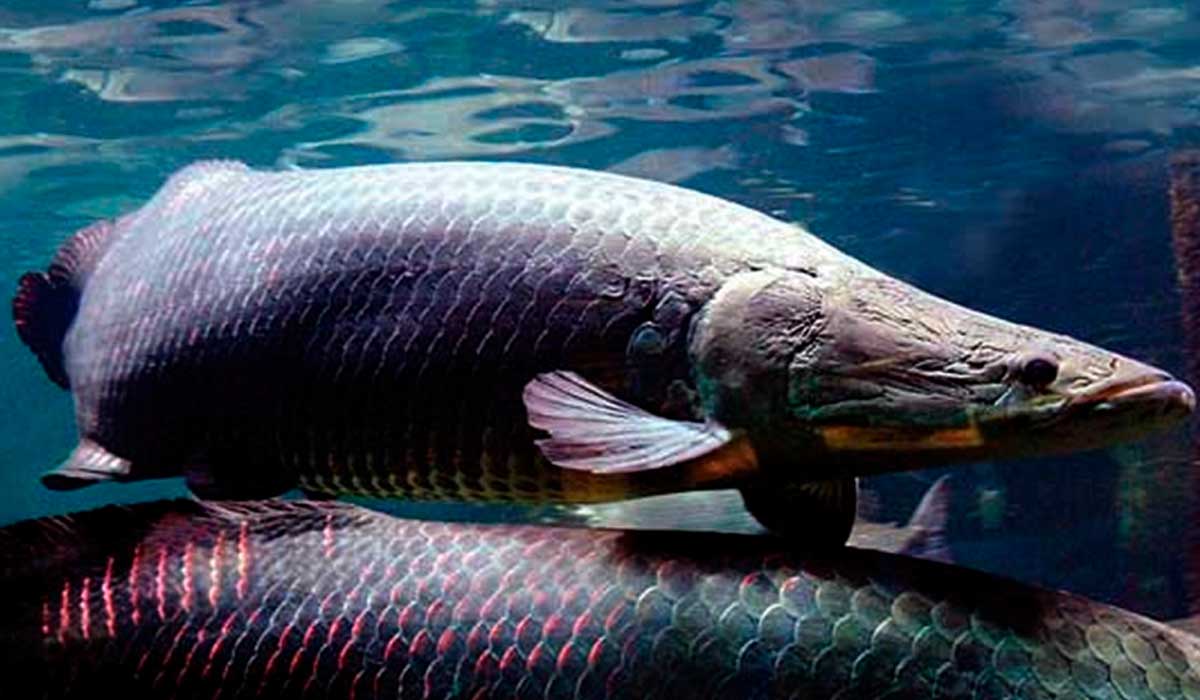 Pirarucu (Arapaima gigas)