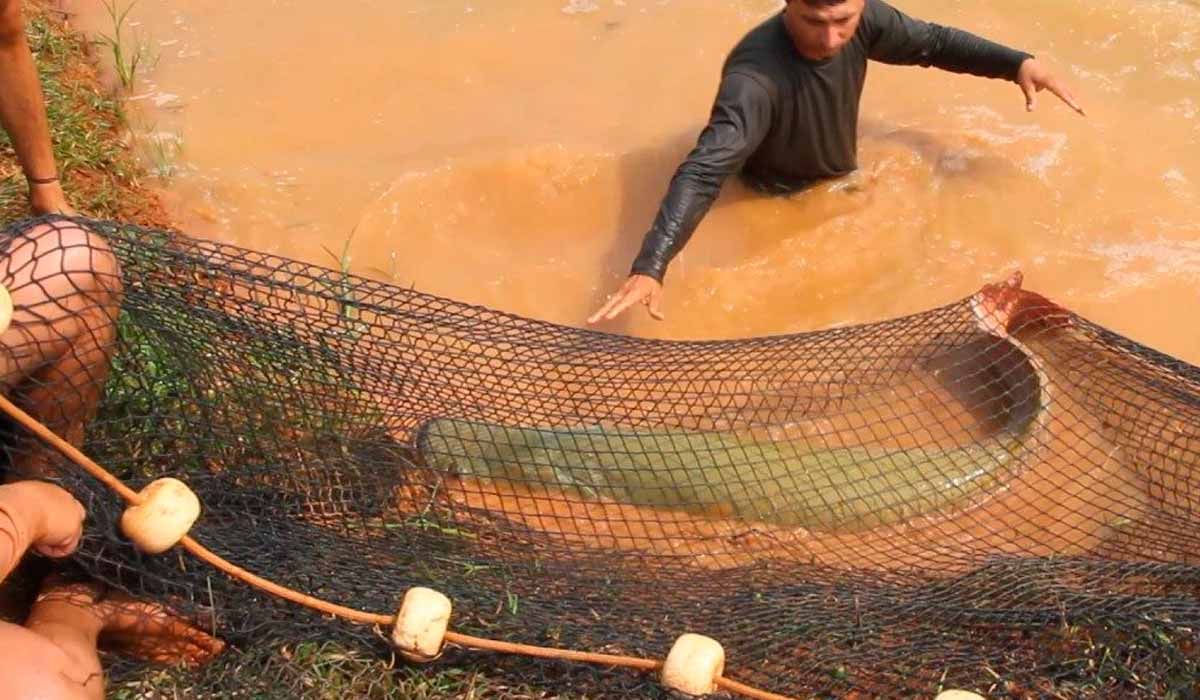 Captura de um pirarucu em tanque de criação