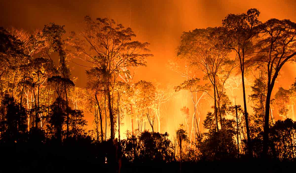 Incêndio florestal na amazônia