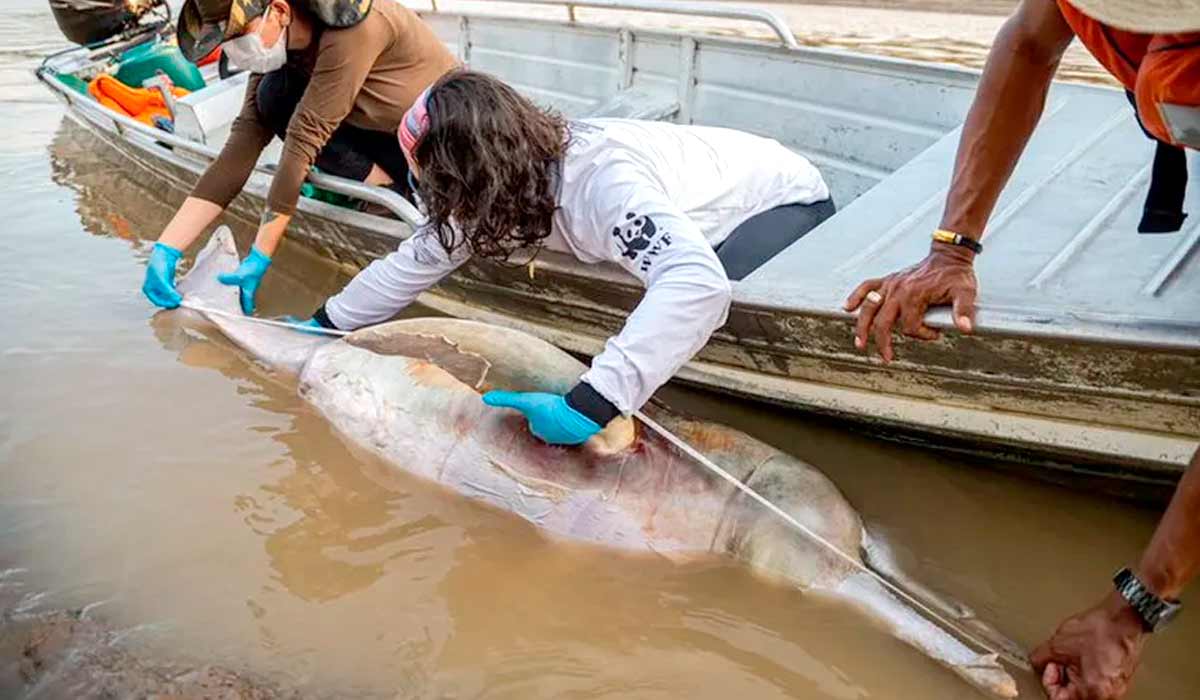 Botos rosas e tucuxis morreram por conta do aquecimento das águas no Amazonas – Foto: Miguel Monteiro (IDSM)