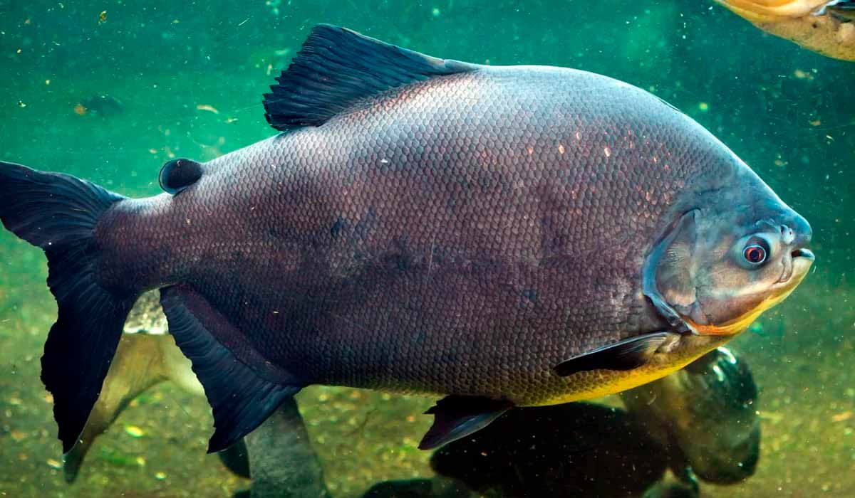 Tambaqui (Colossoma macropomum)