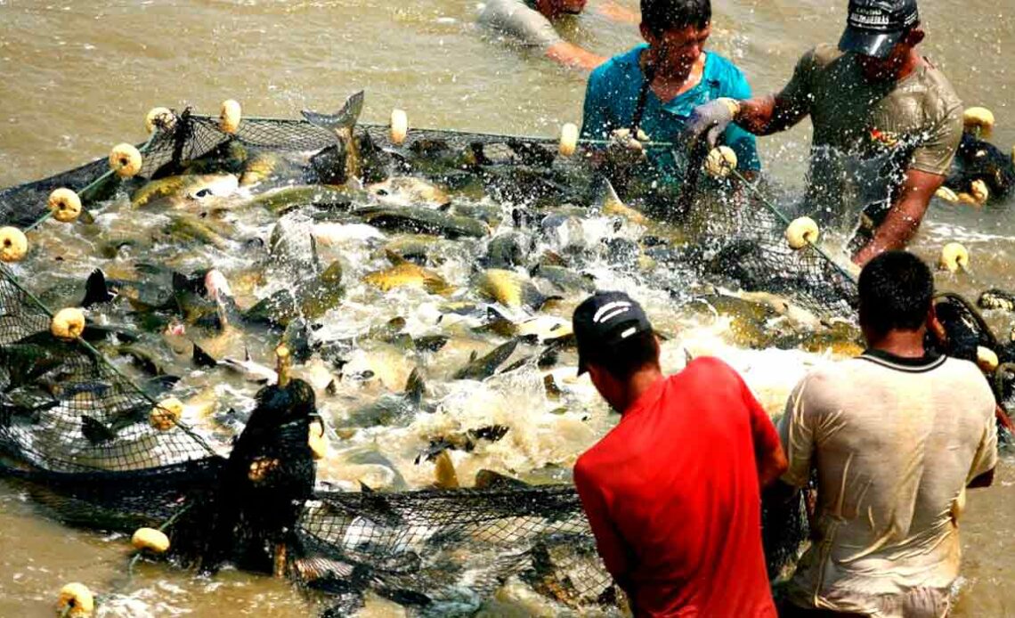 Piscicultura no Vale do Jamari reflete na procura internacional pelo tambaqui