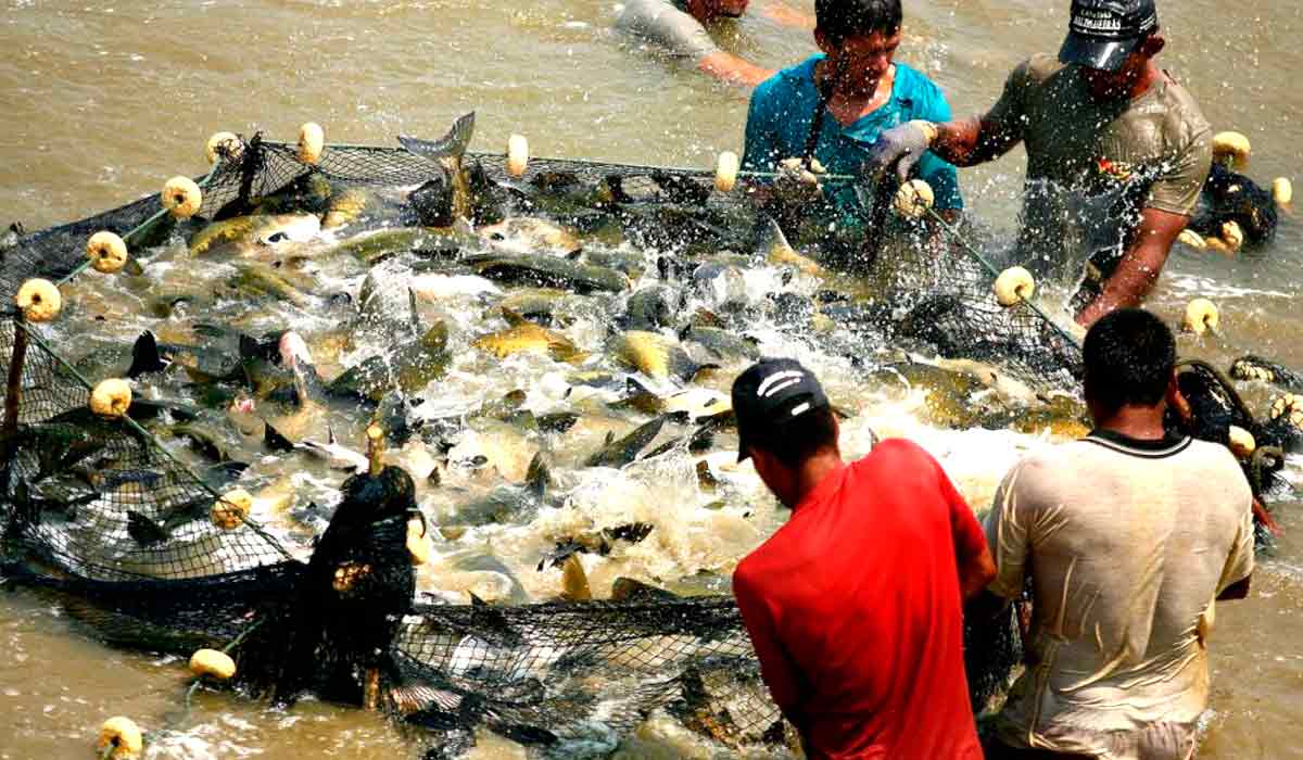 Piscicultura no Vale do Jamari reflete na procura internacional pelo tambaqui