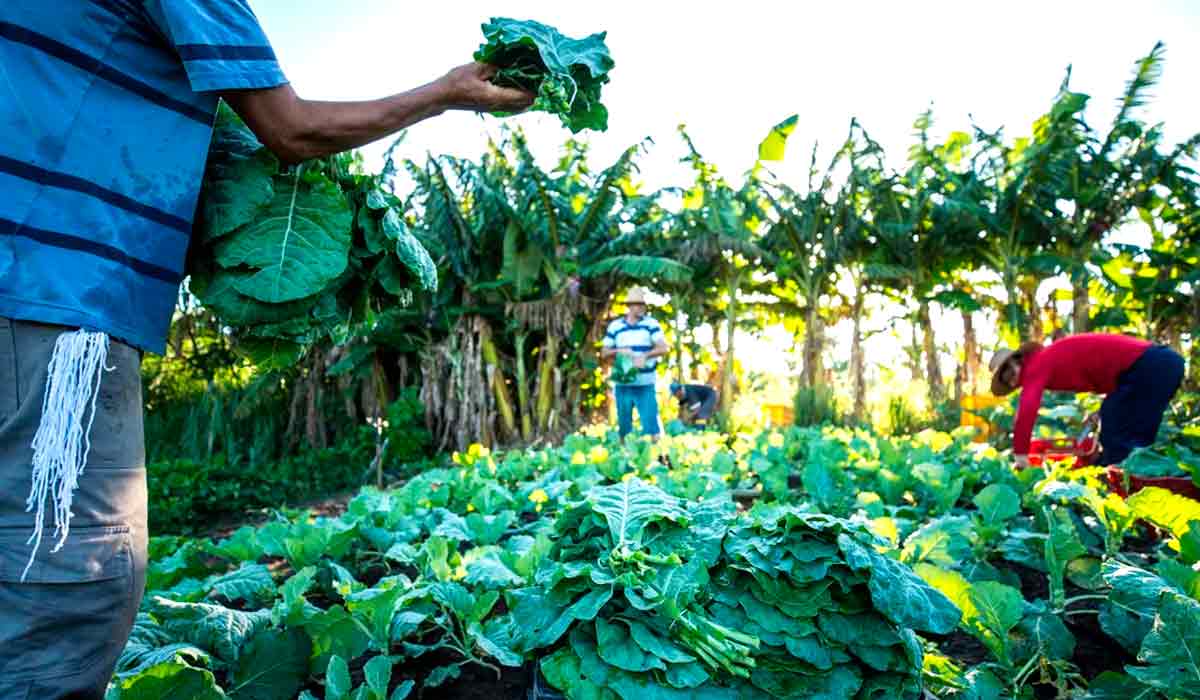 A publicação propõe abordagens que favorecem a geração e o intercâmbio de conhecimentos, especialmente para a agricultura familiar que mais necessita de suporte público em ciência e tecnologia