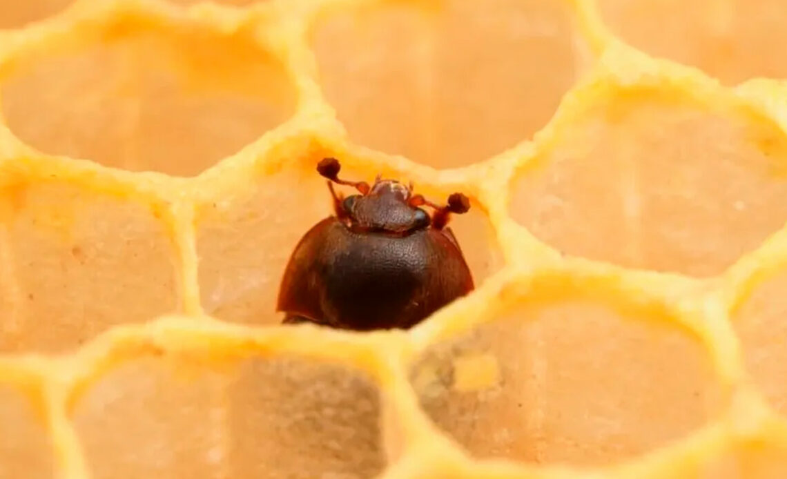 O pequeno besouro das colmeias numa célula do favo