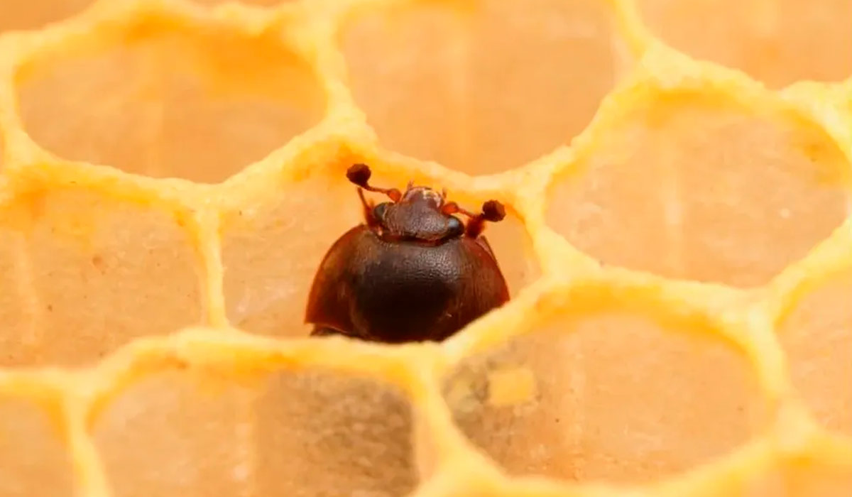 O pequeno besouro das colmeias numa célula do favo