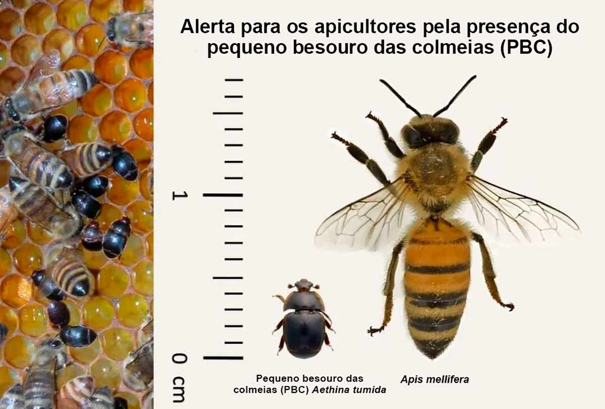 O tamanho do pequeno besouro das colmeias em relação à Apis mellifera