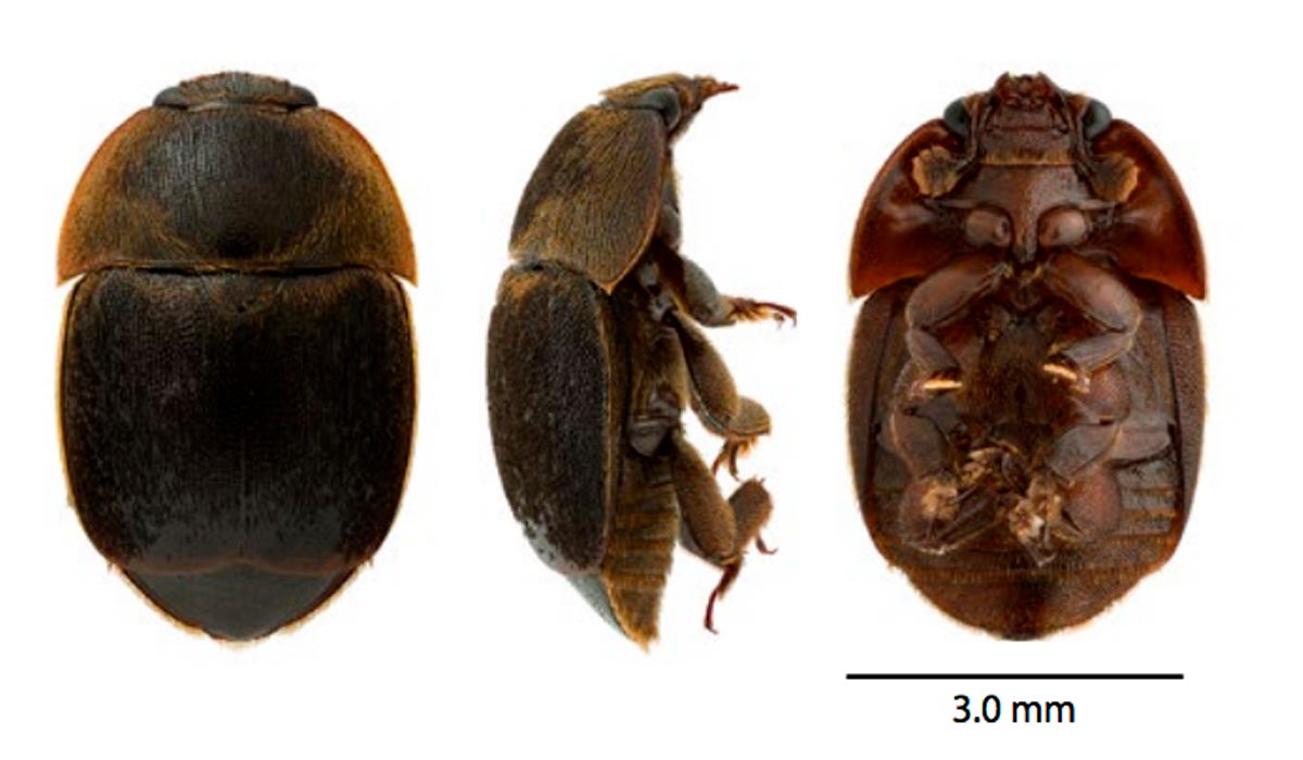 Vistas dorsal, perfil e ventral do pequeno besouro das colmeias (PBC) (Aethina tumida)