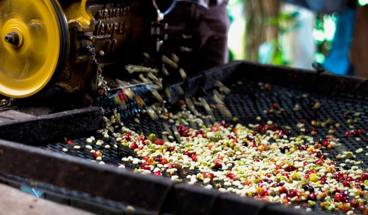 Máquina para lavagem de grãos de café