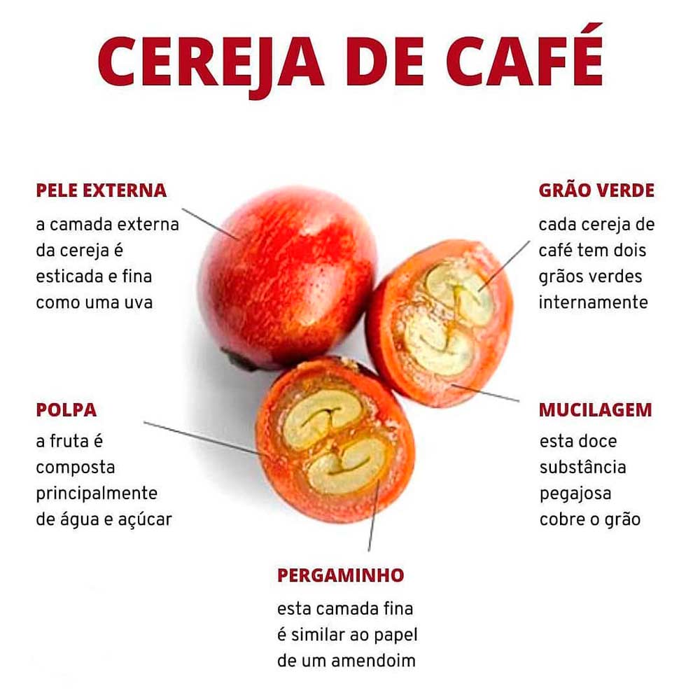 Camadas do grão de café