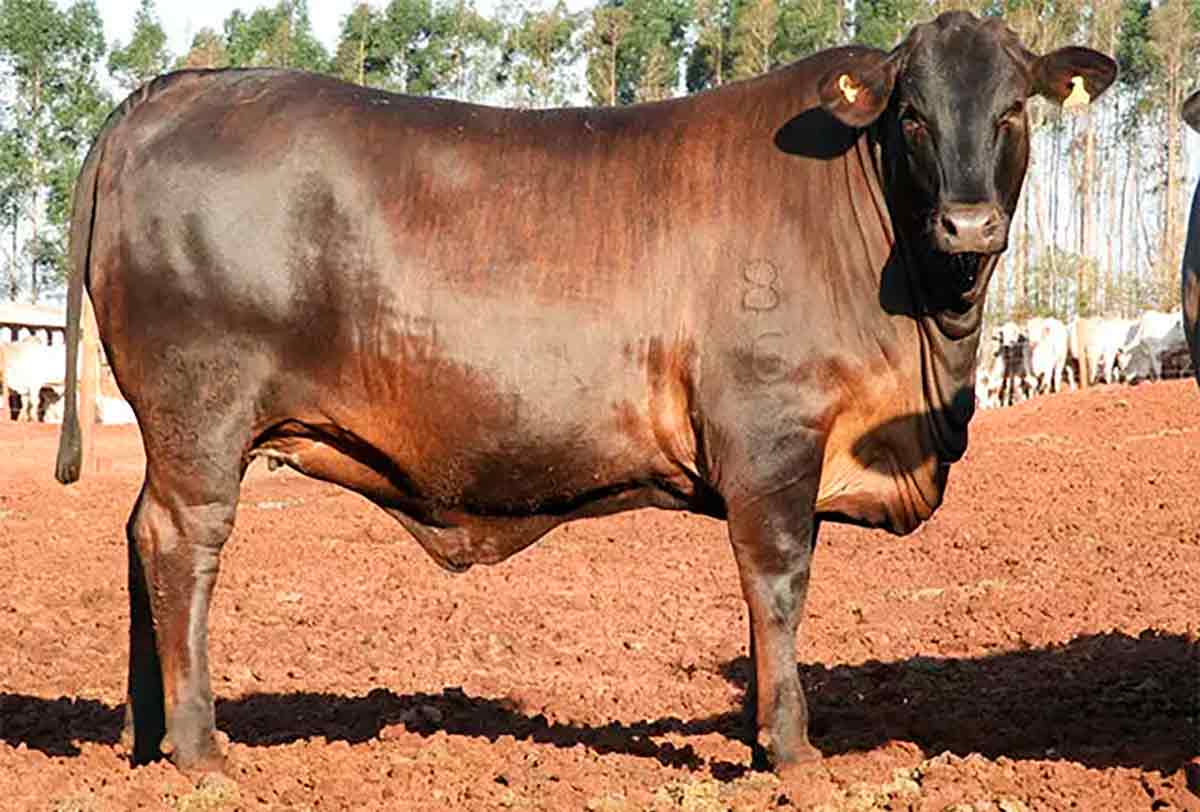 Novilha F1 Angus-Nelore prenhe com 20 meses de idade pesando 460 kg