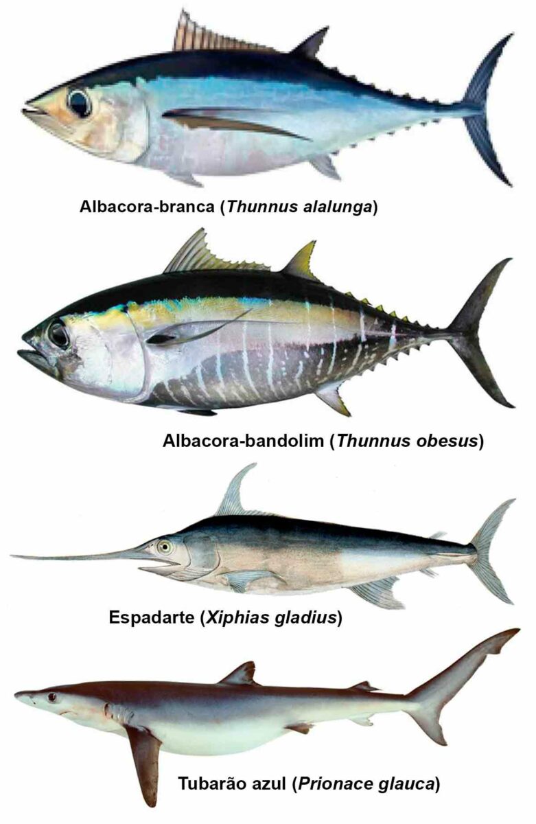 Albacora-branca (Thunnus alalunga), Albacora-bandolim (Thunnus obesus), Espadarte (Xiphias gladius) e Tubarão-azul (Prionace glauca)