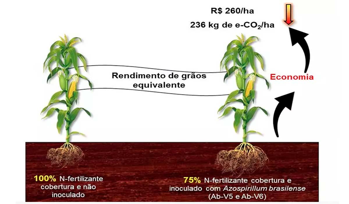 Benefícios econômicos e ambientais pela inoculação do milho com as estirpes Ab-V5 e Ab-V6 de Azospirillum brasilense - Fonte: Julierme Zimmer Barbosa