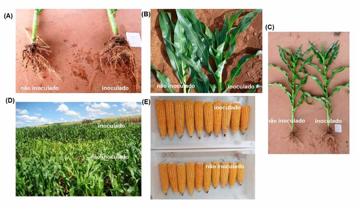 Efeitos da inoculação com as estirpes Ab-V5 e Ab-V6 de Azospirillum brasilense no (A) crescimento das raízes; (B) teor de clorofila; (C) altura das plantas; (D) nutrição nitrogenada; (E) uniformidade das espigas de milho - Fotos A, B e C: Total Biotecnologia; (D) Fábio Bueno dos Reis Junior; (E) os autores