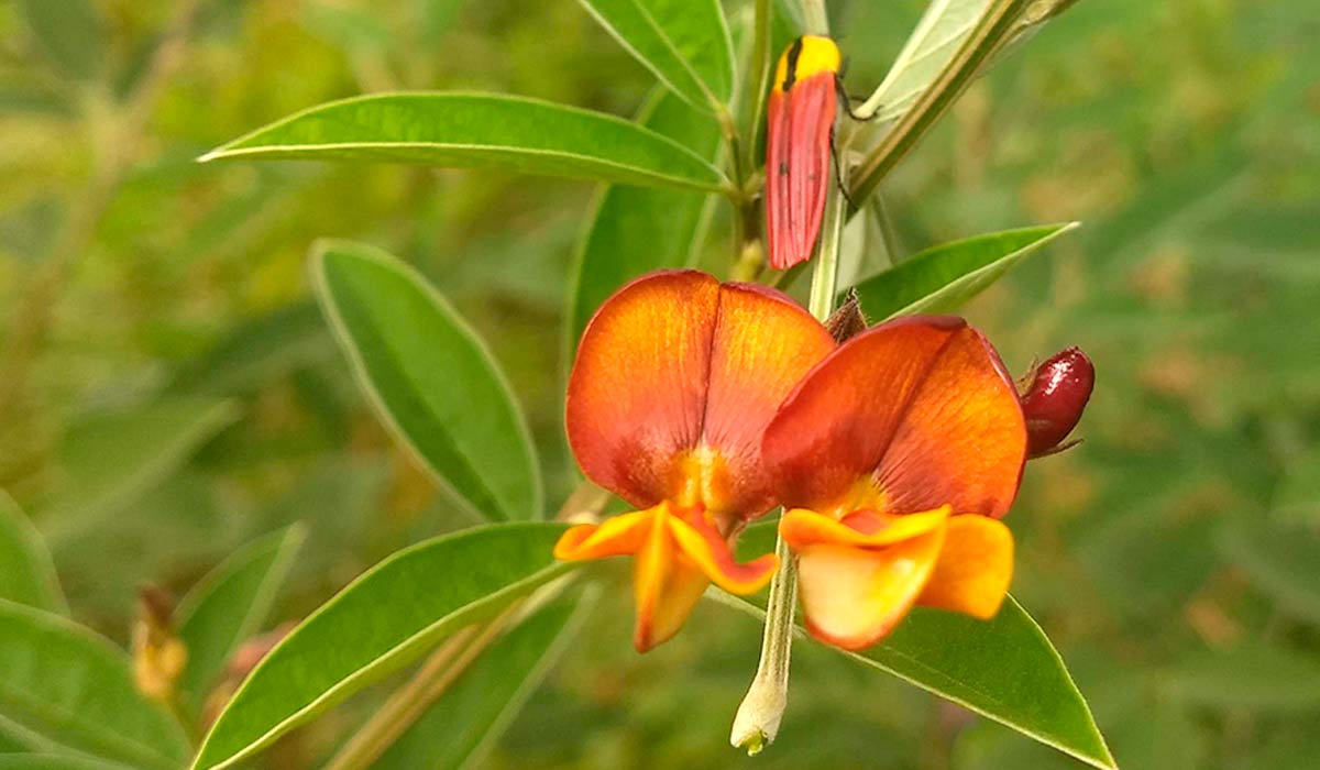 Testes comparativos com várias cultivares mostraram que a Super N apresentou melhor produtividade e boa adaptação climática. Detalhe da flor da cultivar Super N - Foto: Fernando Guedes