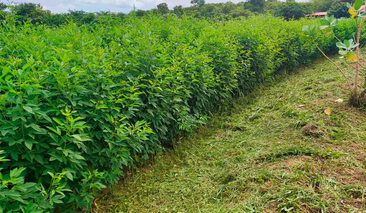 Experimento com cultivares de feijão-guandu no semiárido - Foto: Fernando Guedes