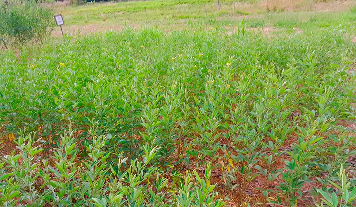 Campo com experimento de guandu - Foto: Fernando Guedes