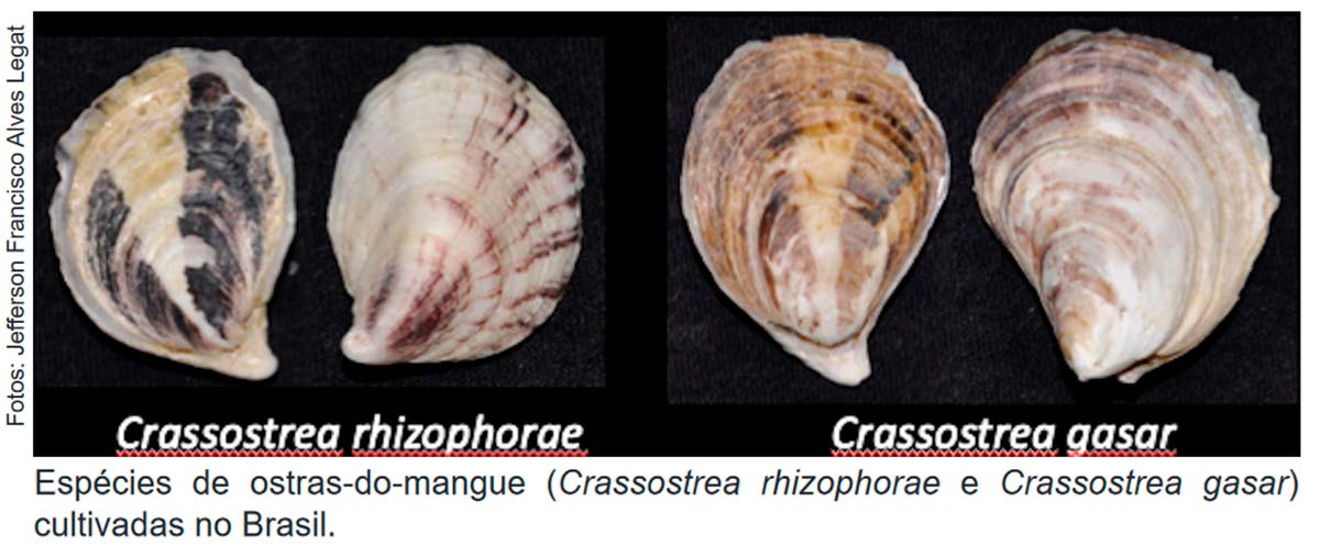 Ostra branca (Crassostrea rhizophorae) e ostra do mangue (Crassostrea gasar)