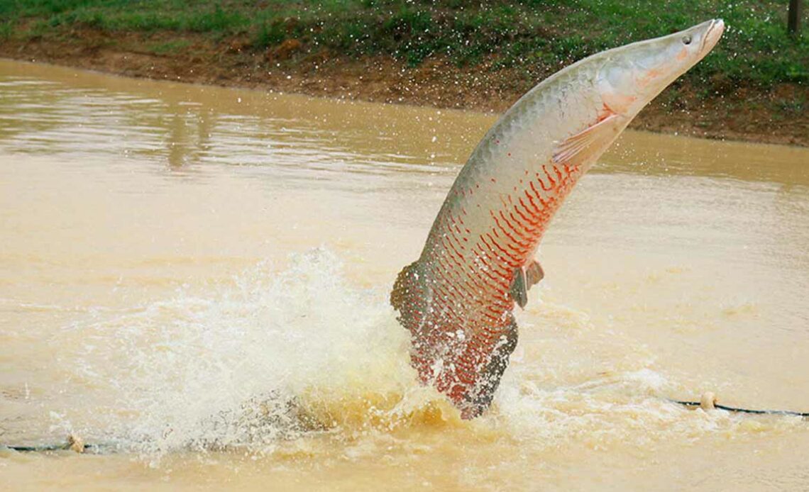 Pirarucu (Arapaima gigas) - Foto: Siglia Souza