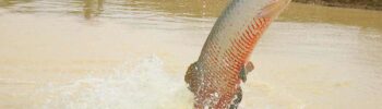 Pirarucu (Arapaima gigas) - Foto: Siglia Souza