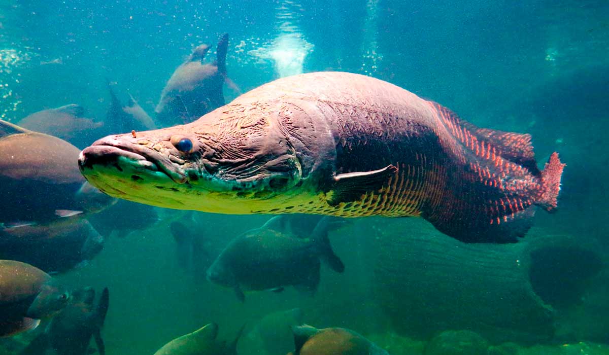 Pirarucu (Arapaima gigas)