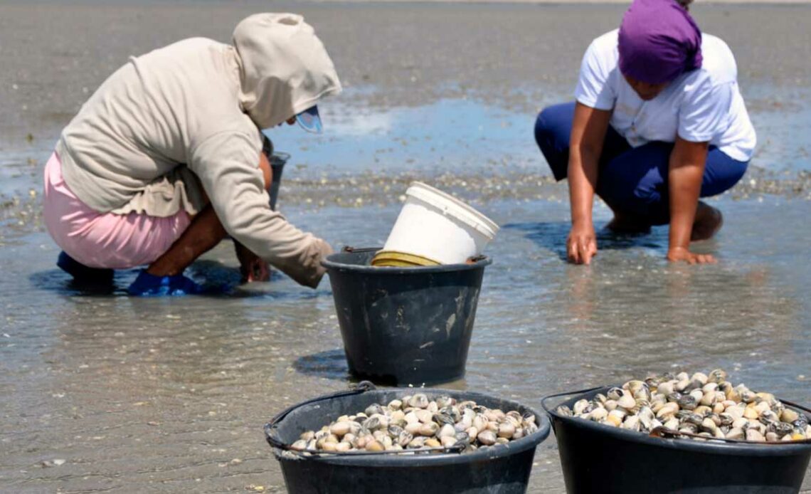 Marisqueiras catadoras de massunins - Foto: Guia Ilustrado de Moluscos do Litoral Oeste Potiguar/Edufersa