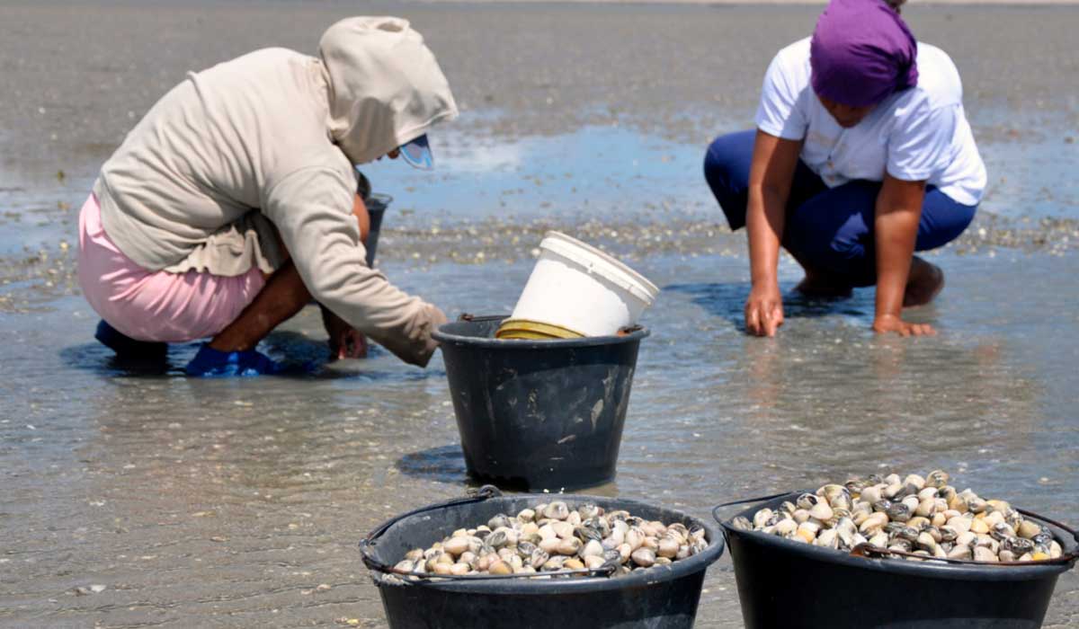 Marisqueiras catadoras de massunins - Foto: Guia Ilustrado de Moluscos do Litoral Oeste Potiguar/Edufersa