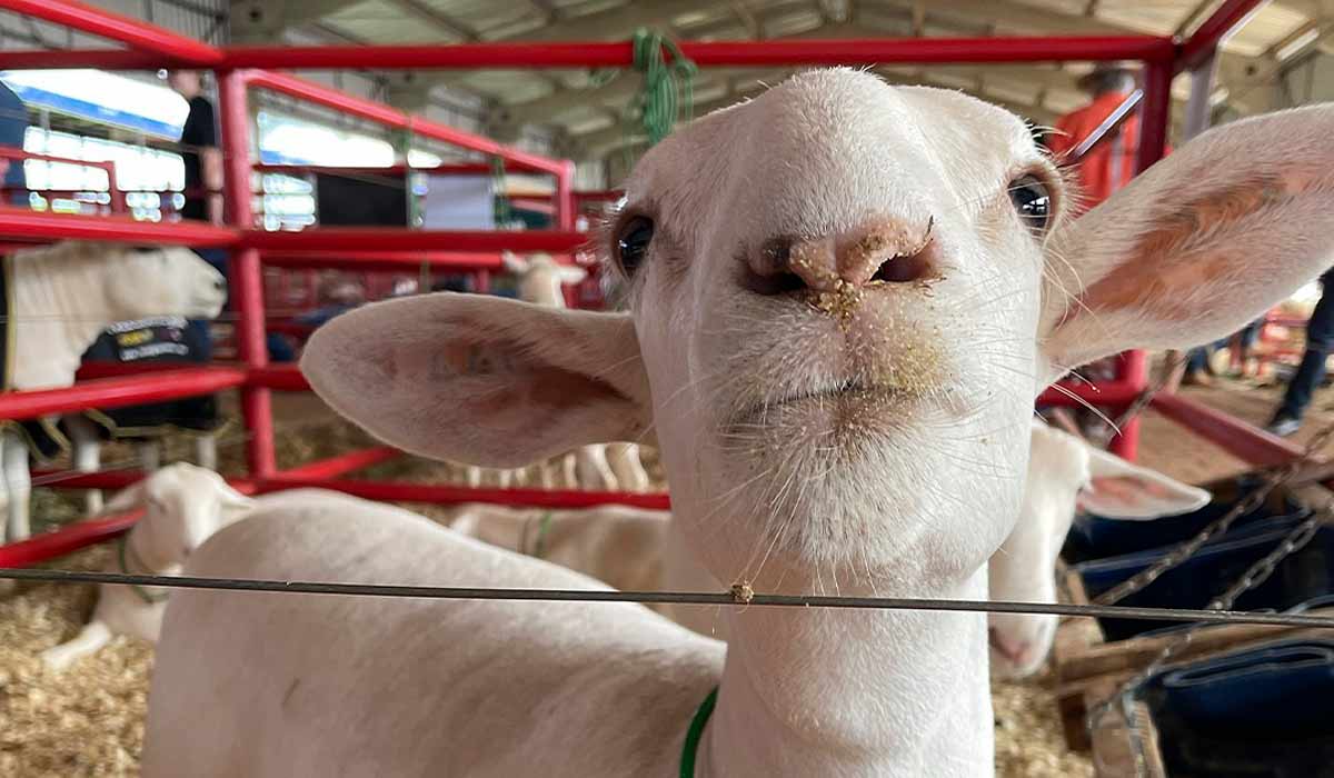 Exposição de animais