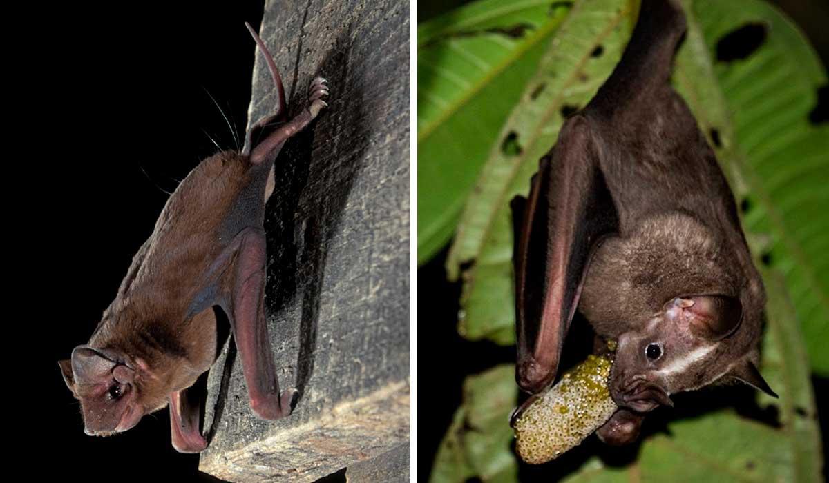 Morcego-de-cauda-grossa (Molossus molossus) e Morcego-frugívoro-grande (Artibeus lituratus)