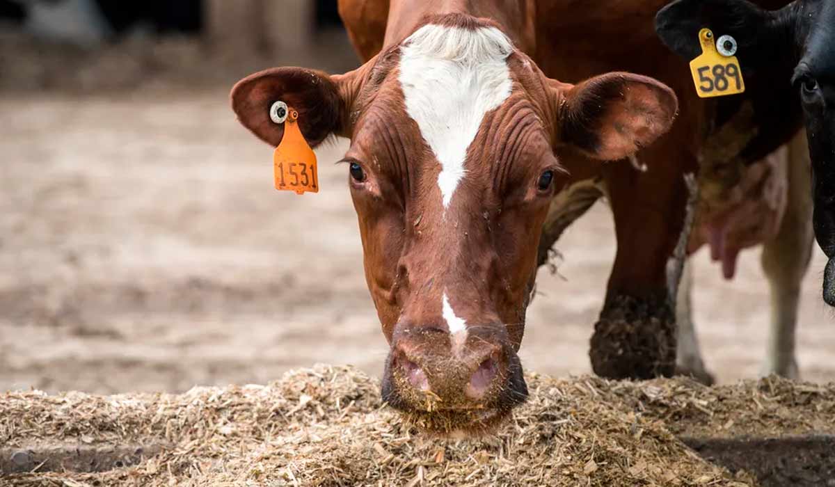 Uma pessoa testou positivo para a cepa H5N1 da gripe aviária poucos dias depois que gado foi relatado como infectado - Foto: Edwin Remsberg