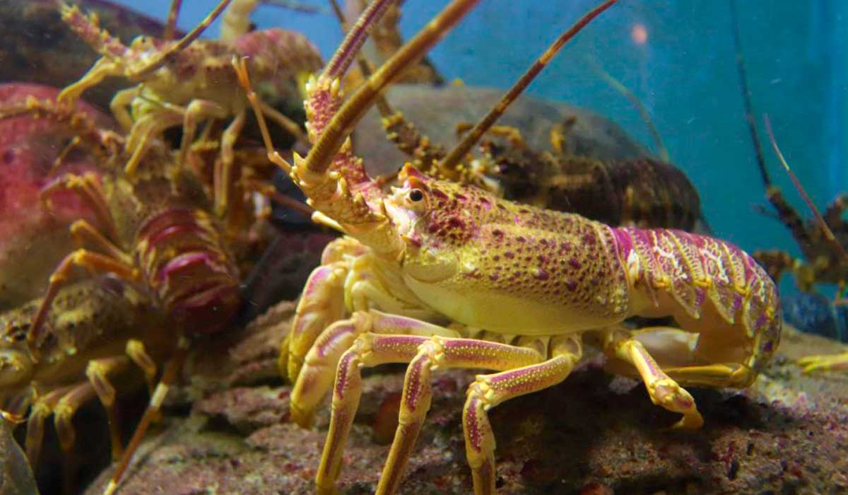 Lagosta é uma das iguarias encontradas em restaurantes no país, sobretudo os localizados em praias e regiões costeiras - Foto: Roger Brown